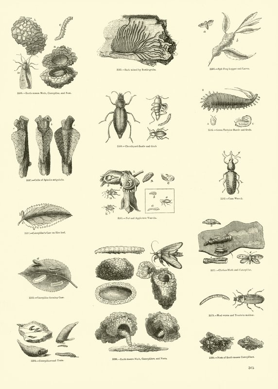 Página del Museo Pictórico de la Naturaleza Animada de English School