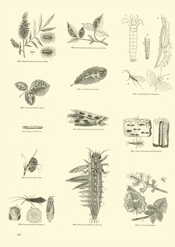Página del Museo Pictórico de la Naturaleza Animada de English School
