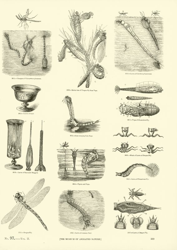 Página del Museo Pictórico de la Naturaleza Animada de English School
