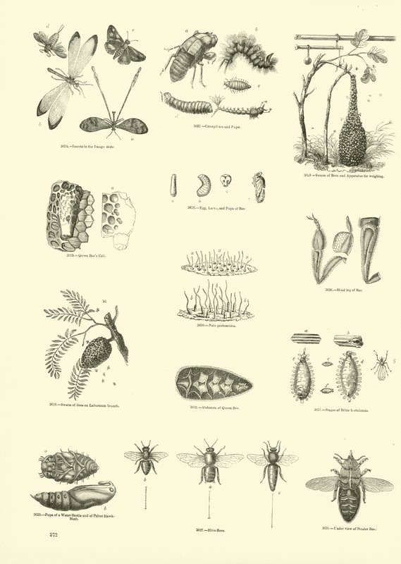 Página del Museo Pictórico de la Naturaleza Animada de English School