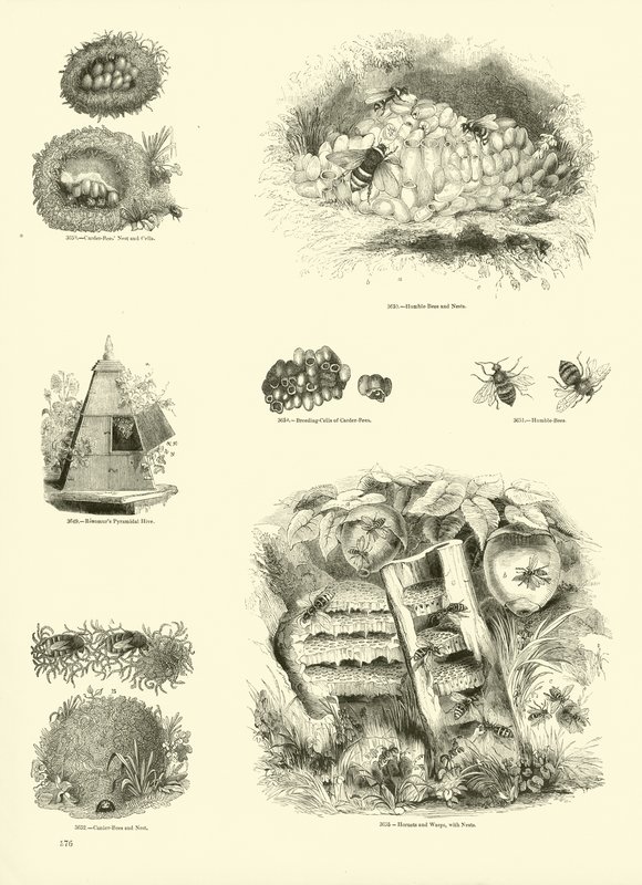 Página del Museo Pictórico de la Naturaleza Animada de English School