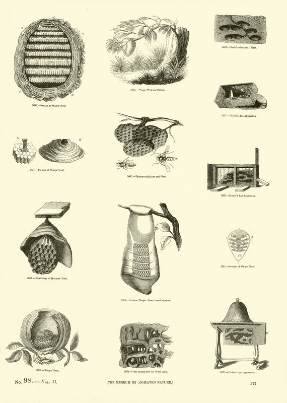 Página del Museo Pictórico de la Naturaleza Animada de English School
