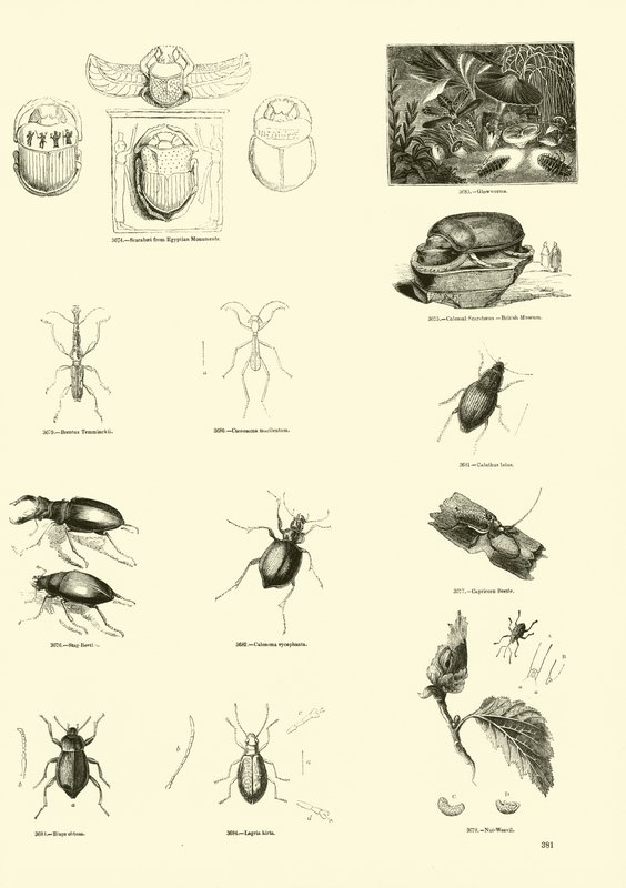Página del Museo Pictórico de la Naturaleza Animada de English School