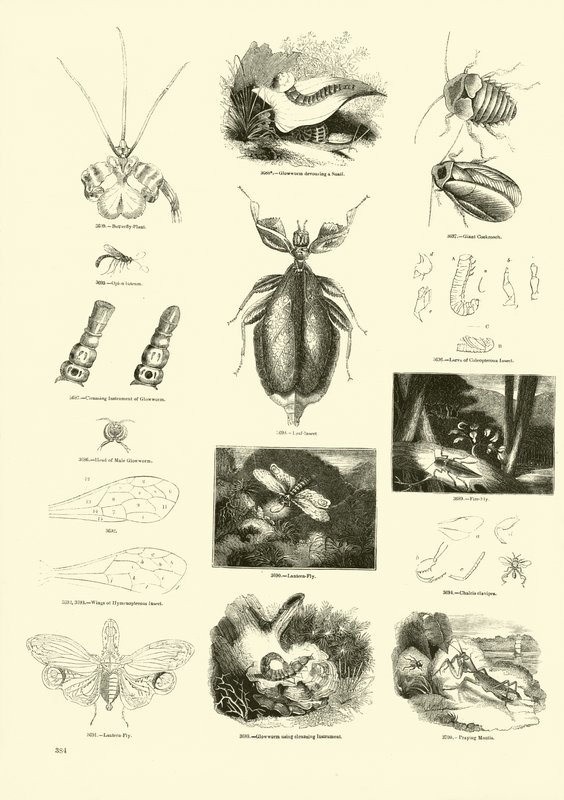 Página del Museo Pictórico de la Naturaleza Animada de English School