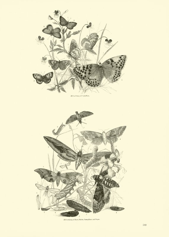 Página del Museo Pictórico de la Naturaleza Animada de English School