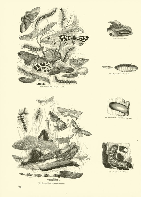 Página del Museo Pictórico de la Naturaleza Animada de English School