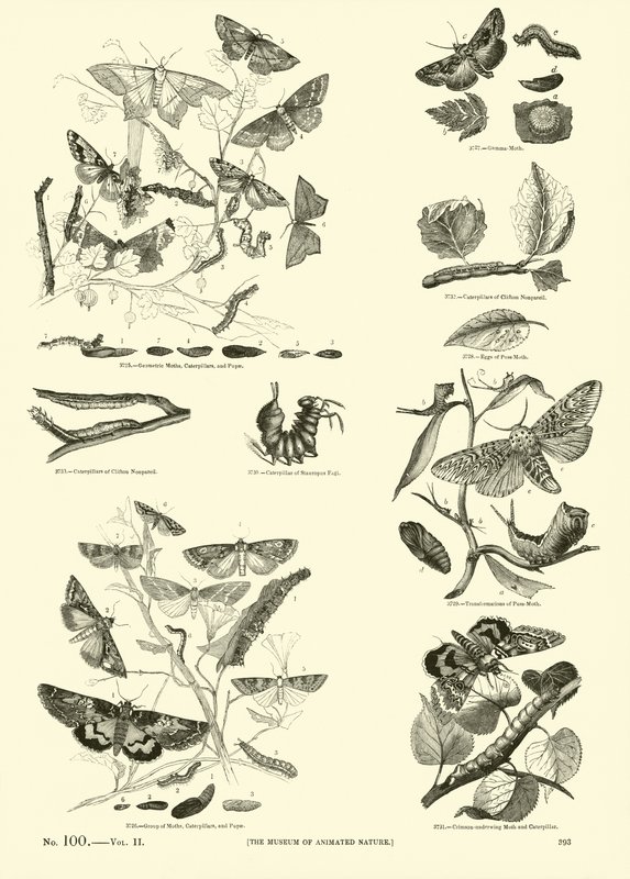 Página del Museo Pictórico de la Naturaleza Animada de English School