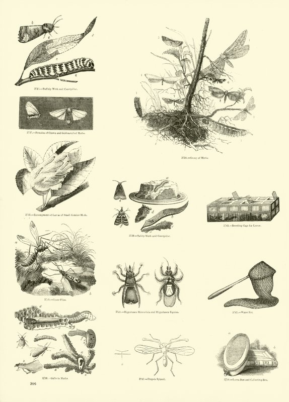 Página del Museo Pictórico de la Naturaleza Animada de English School