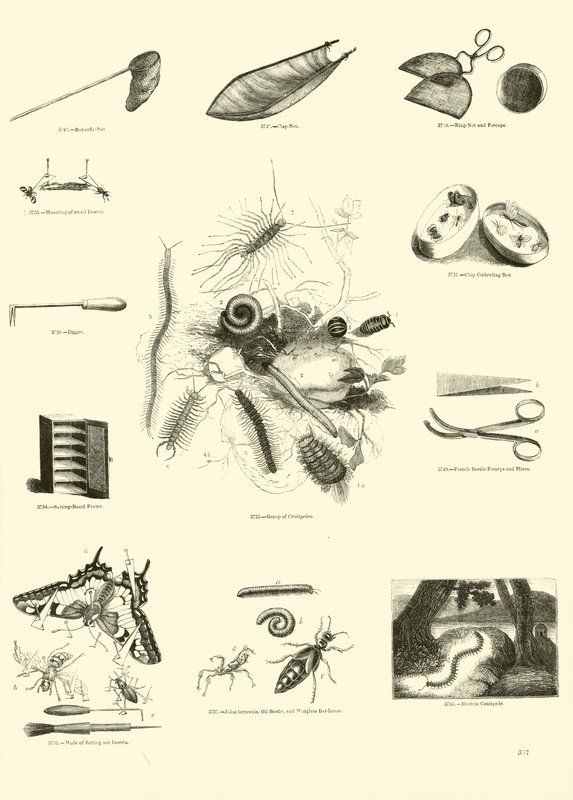 Página del Museo Pictórico de la Naturaleza Animada de English School