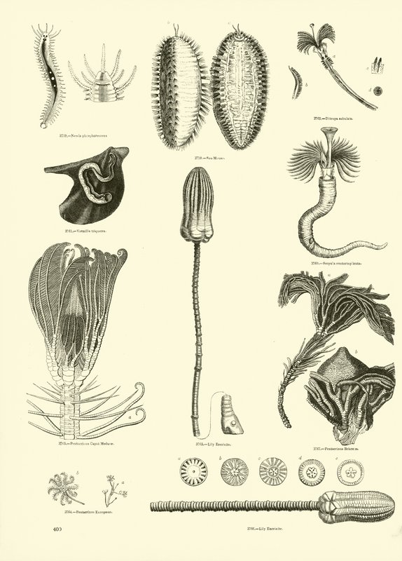 Página del Museo Pictórico de la Naturaleza Animada de English School