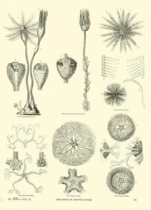 Página del Museo Pictórico de la Naturaleza Animada de English School