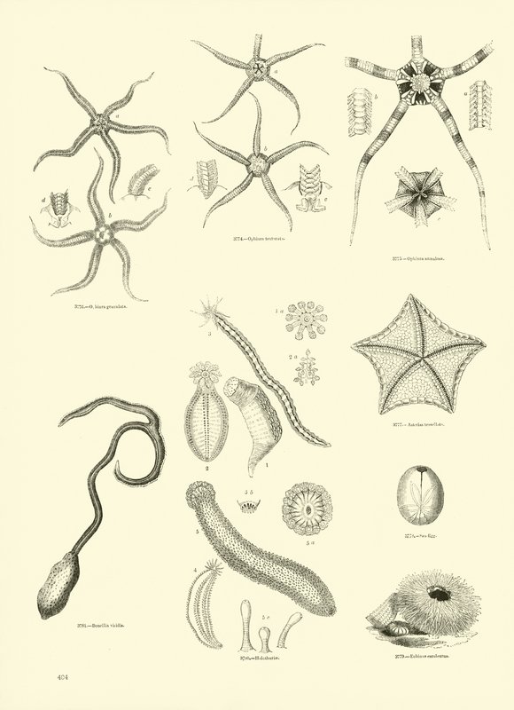 Página del Museo Pictórico de la Naturaleza Animada de English School