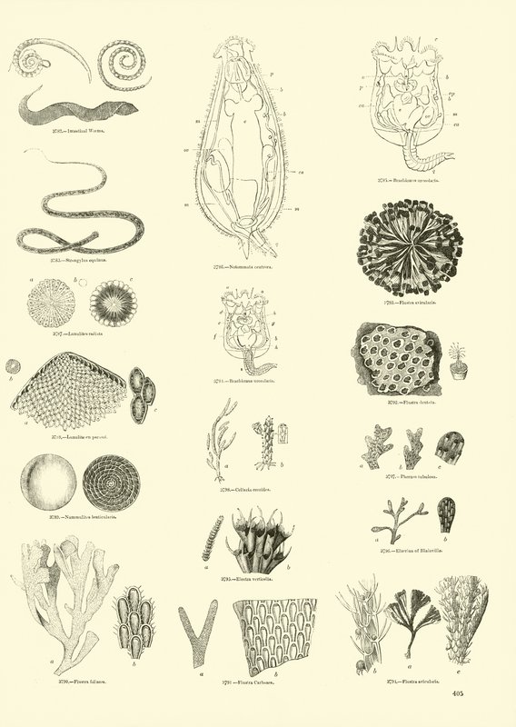 Página del Museo Pictórico de la Naturaleza Animada de English School