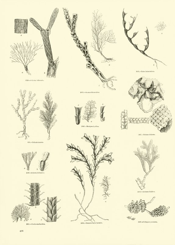 Página del Museo Pictórico de la Naturaleza Animada de English School
