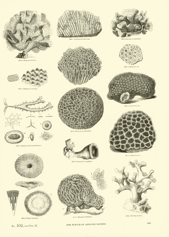 Página del Museo Pictórico de la Naturaleza Animada de English School
