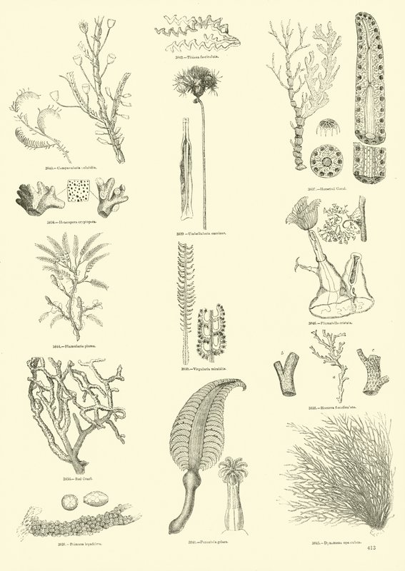 Página del Museo Pictórico de la Naturaleza Animada de English School