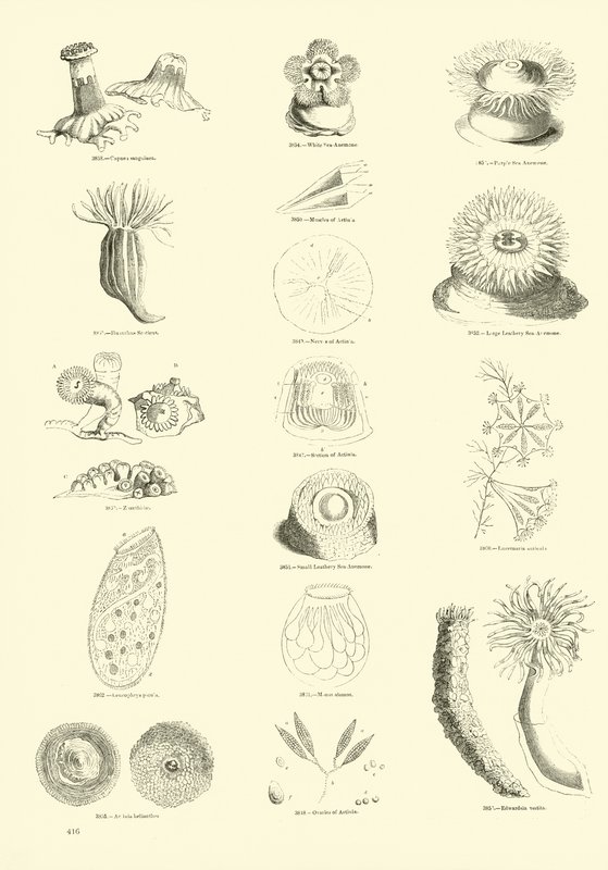 Página del Museo Pictórico de la Naturaleza Animada de English School