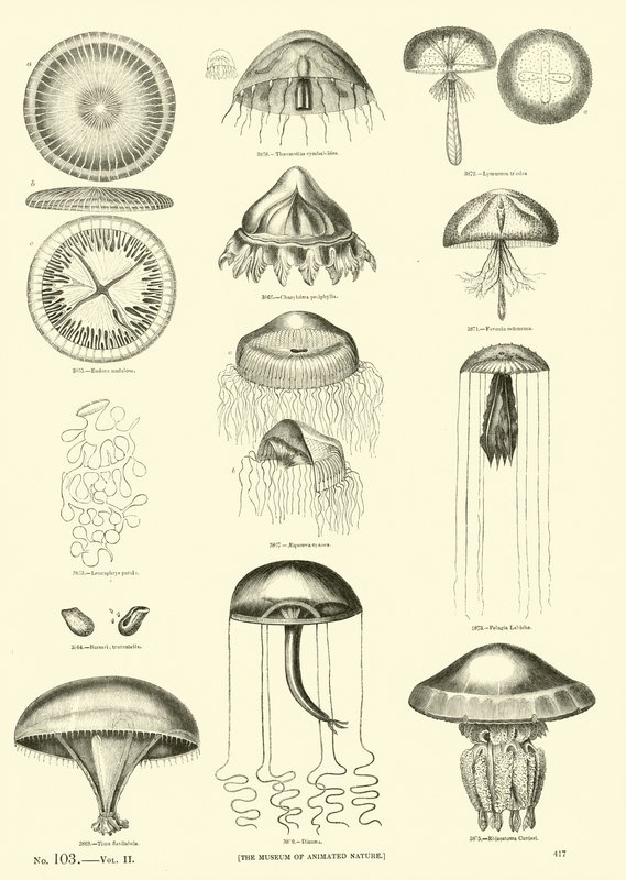 Página del Museo Pictórico de la Naturaleza Animada de English School