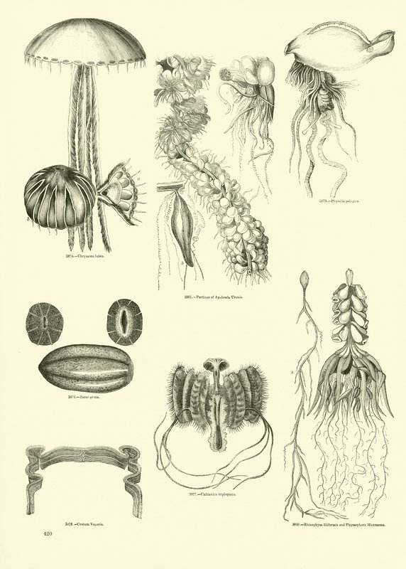 Página del Museo Pictórico de la Naturaleza Animada de English School