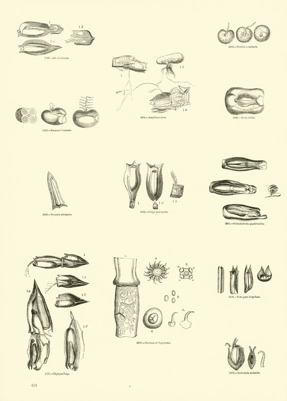 Página del Museo Pictórico de la Naturaleza Animada de English School