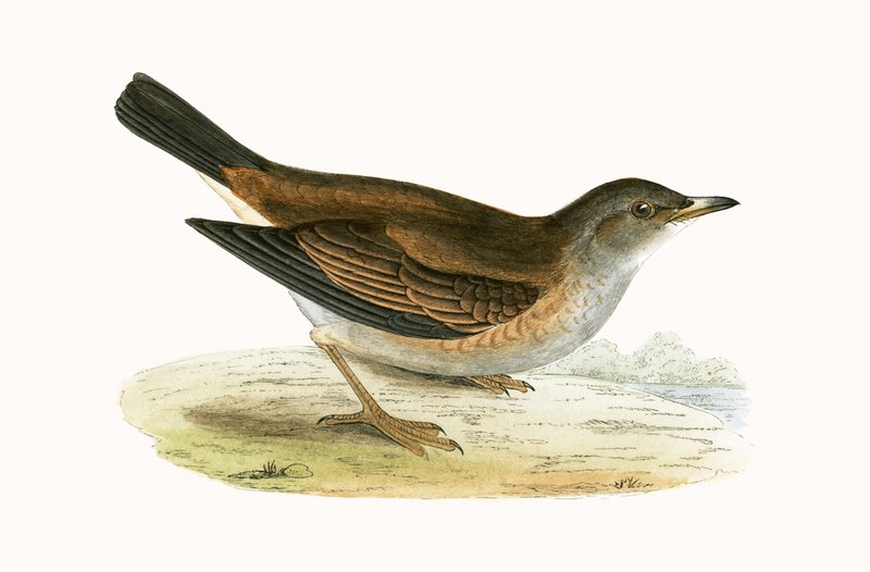 Zorzal pálido, ilustración de 