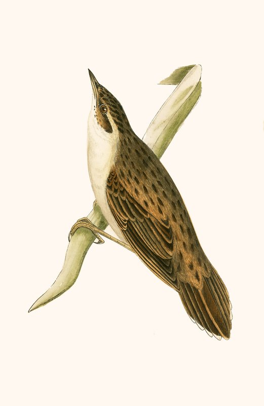 Locustela de Pallas, ilustración de 
