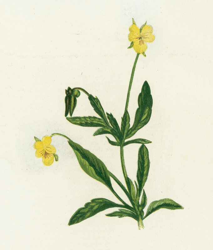 Pensamiento, Viola Tricolor de English School