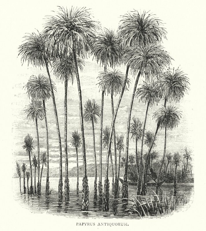 Papyrus Antiquorum de English School