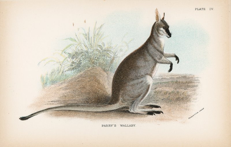 Wallaby de Parry de English School
