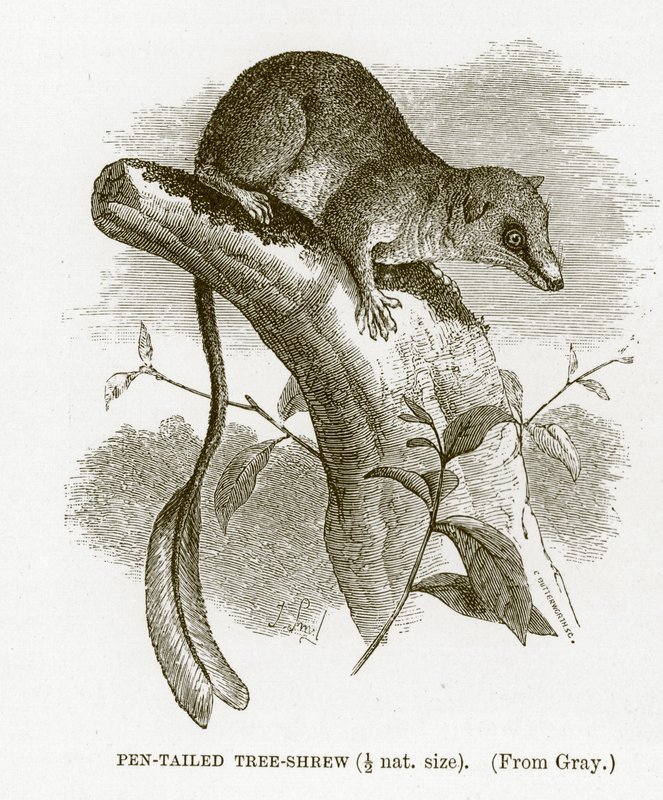 Musaraña arborícola de cola de pluma, ilustración de The Royal Natural History de English School