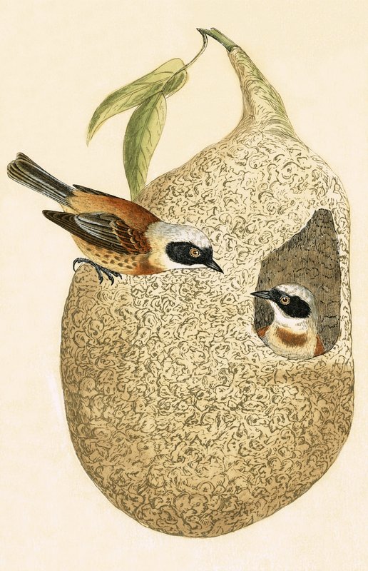 Carbonero péndulo, ilustración de 