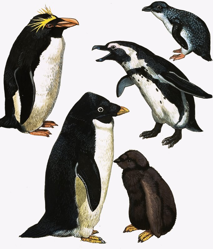 Pingüinos de English School