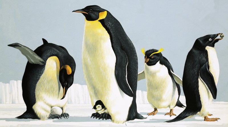 Pingüinos de English School