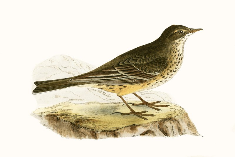 Bisbita de Pensilvania, ilustración de 