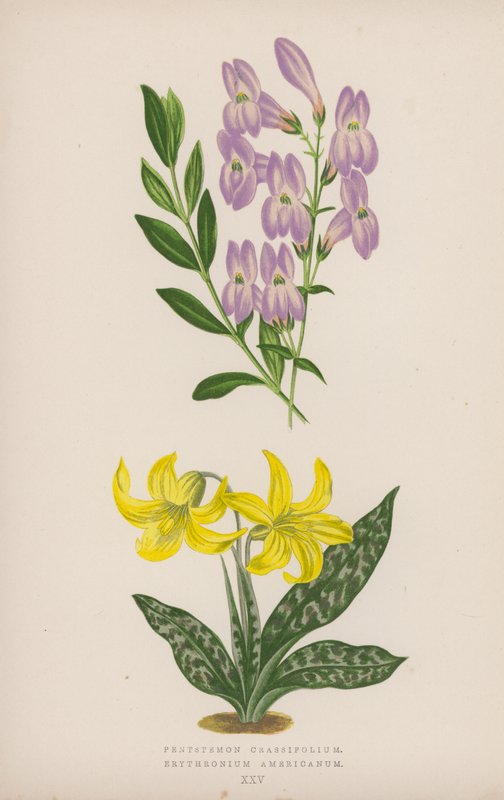 Pentstemon Crassifolium; Erythronium Americanum (litografía en color) de English School