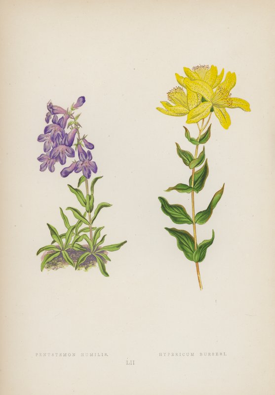 Pentstemon Humilis; Hypericum Burseri de English School