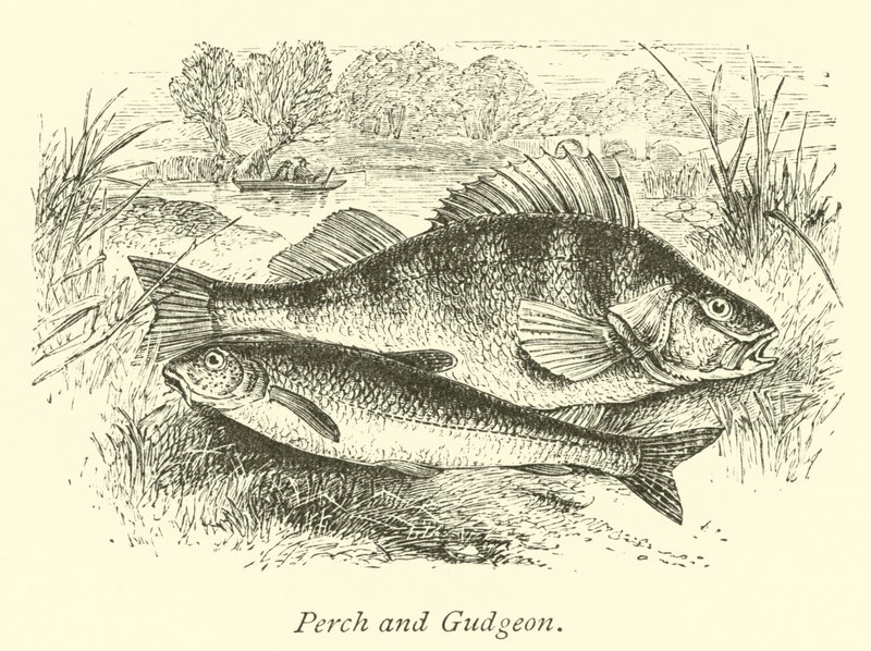 Perca y Gobio de English School