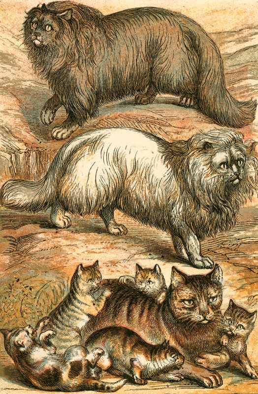 Gato Persa, Gato de Angola, Gato Doméstico y Gatitos de English School