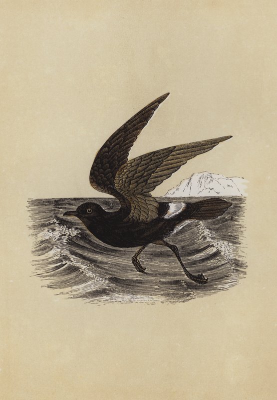 Petrel (litografía en color) de English School