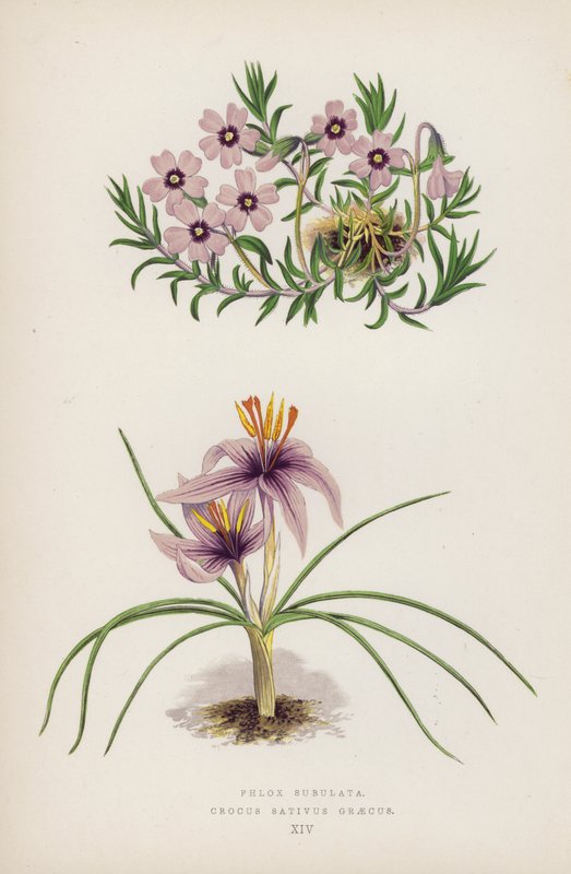 Phlox Subulata; Crocus Sativus Graecus (litografía en color) de English School