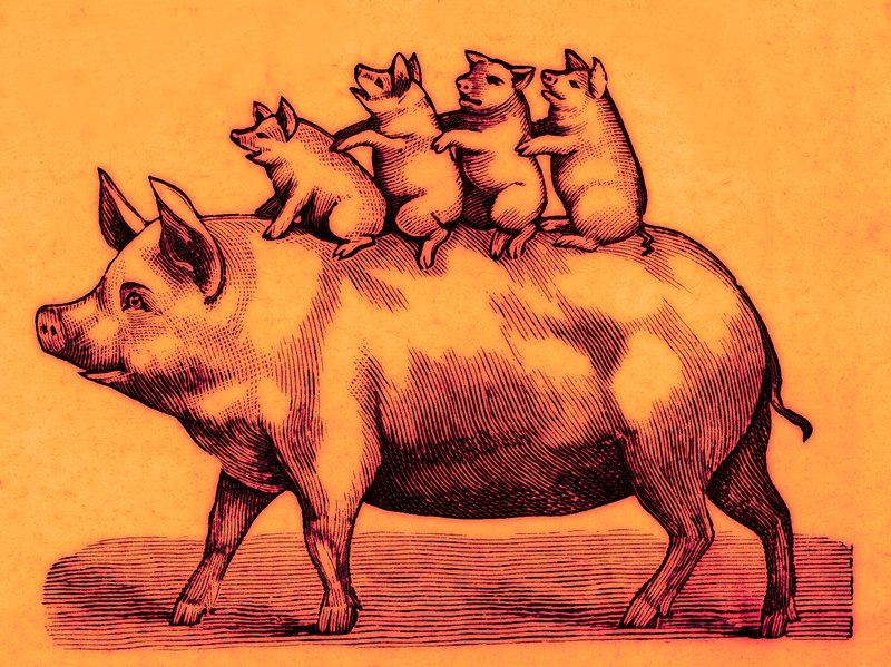 Cerdo con sus lechones, ilustración de Coles Funny Picture Book de English School