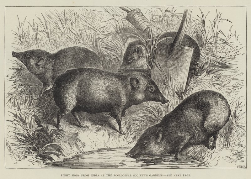 Cerdos pigmeos de la India en los Jardines de la Sociedad Zoológica (grabado) de English School