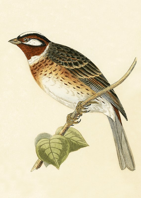 Escribano palustre, ilustración de 