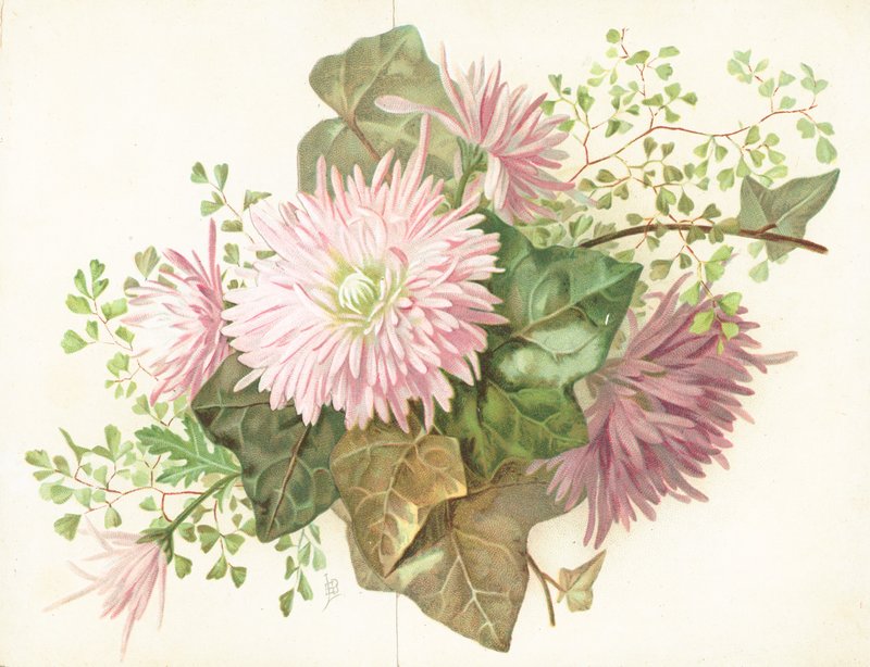 Flores rosadas (Dalia) de English School