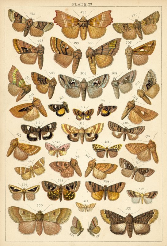 Placa de Mariposas y Polillas de Nuestro País de English School