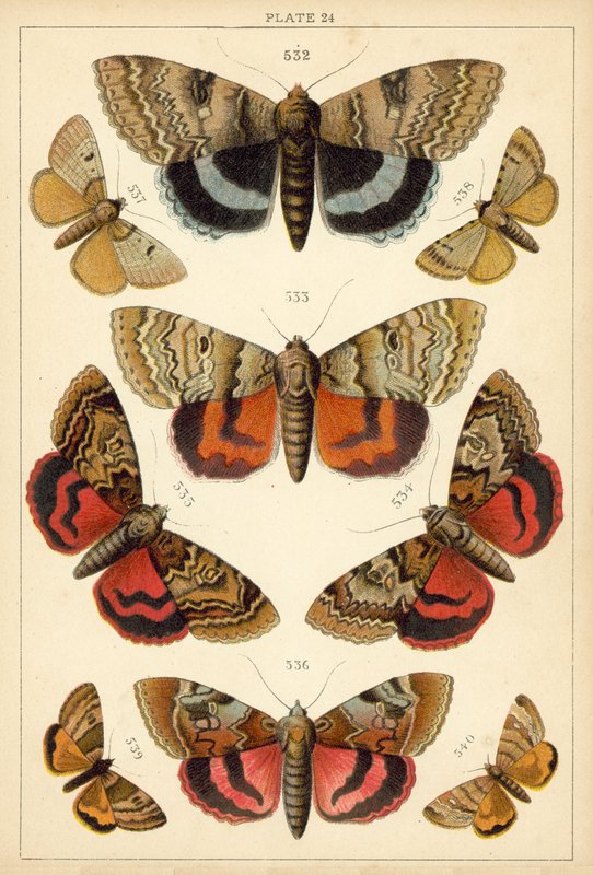 Placa de Mariposas y Polillas de Nuestro País de English School