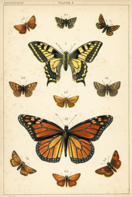 Placa de Mariposas y Polillas de Nuestro País de English School