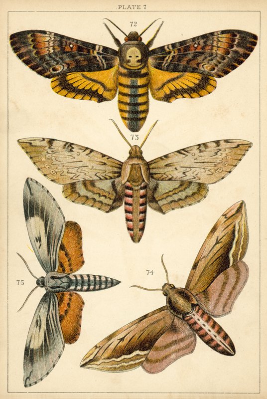 Placa de Mariposas y Polillas de Nuestro País de English School