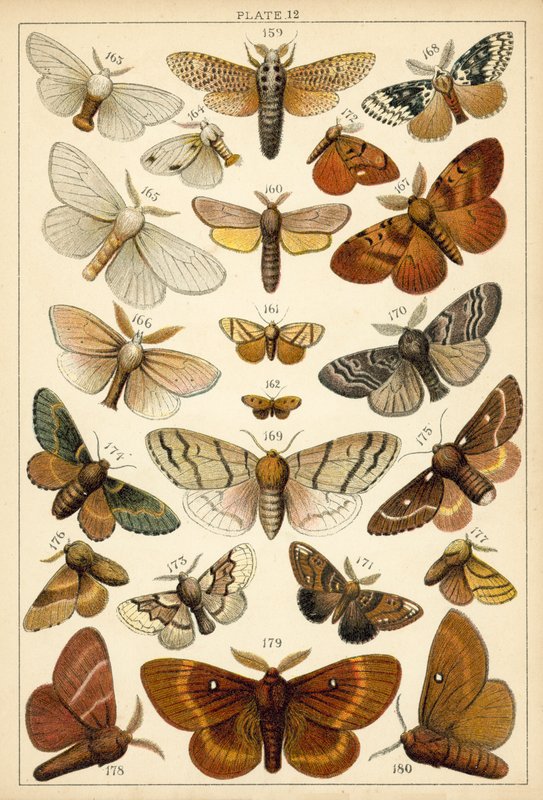 Placa de Mariposas y Polillas de Nuestro País de English School