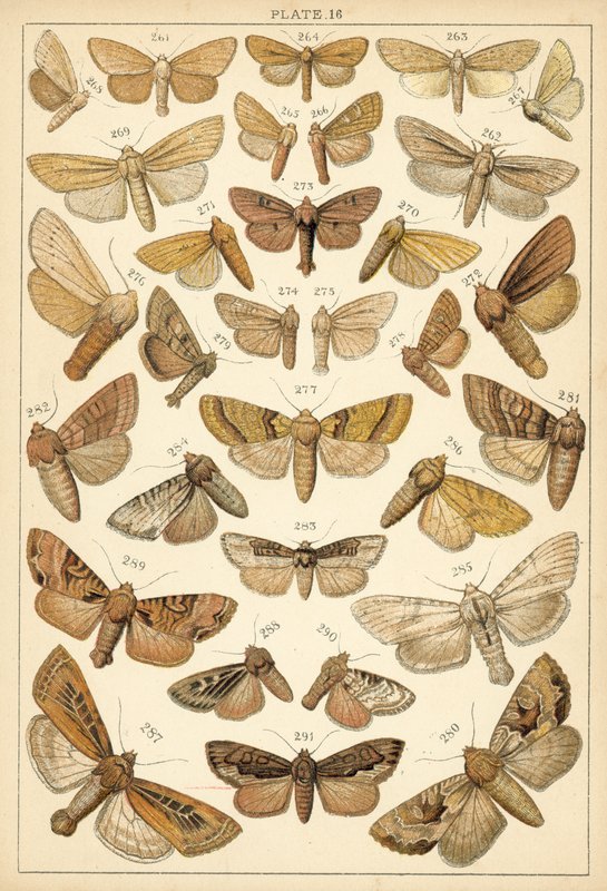 Placa de Mariposas y Polillas de Nuestro País de English School